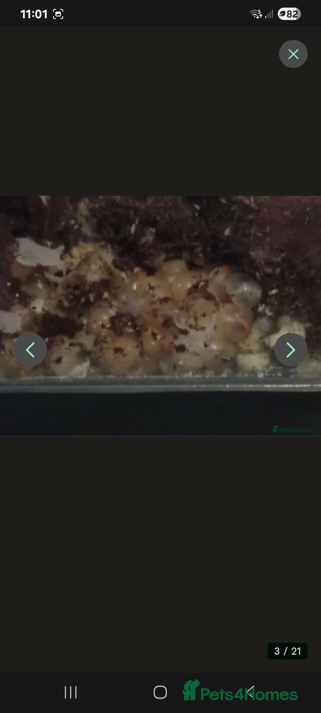 Snails invertebrates for sale: Baby giant African land snails Fulica  - Advert 12