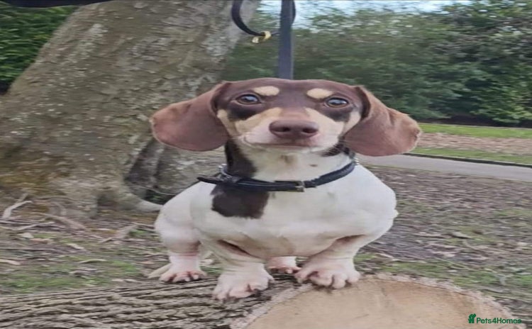 Miniature Dachshund dogs in Blackburn - Advert 1