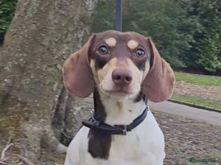 Miniature Dachshund dogs in Blackburn - Advert 21