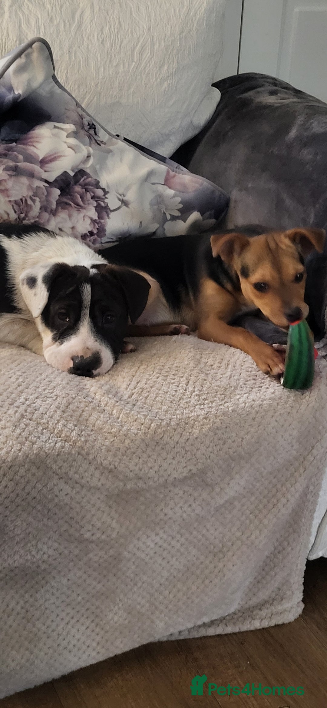 Mixed Breed dogs for sale: Female pup for sale  - Advert 6