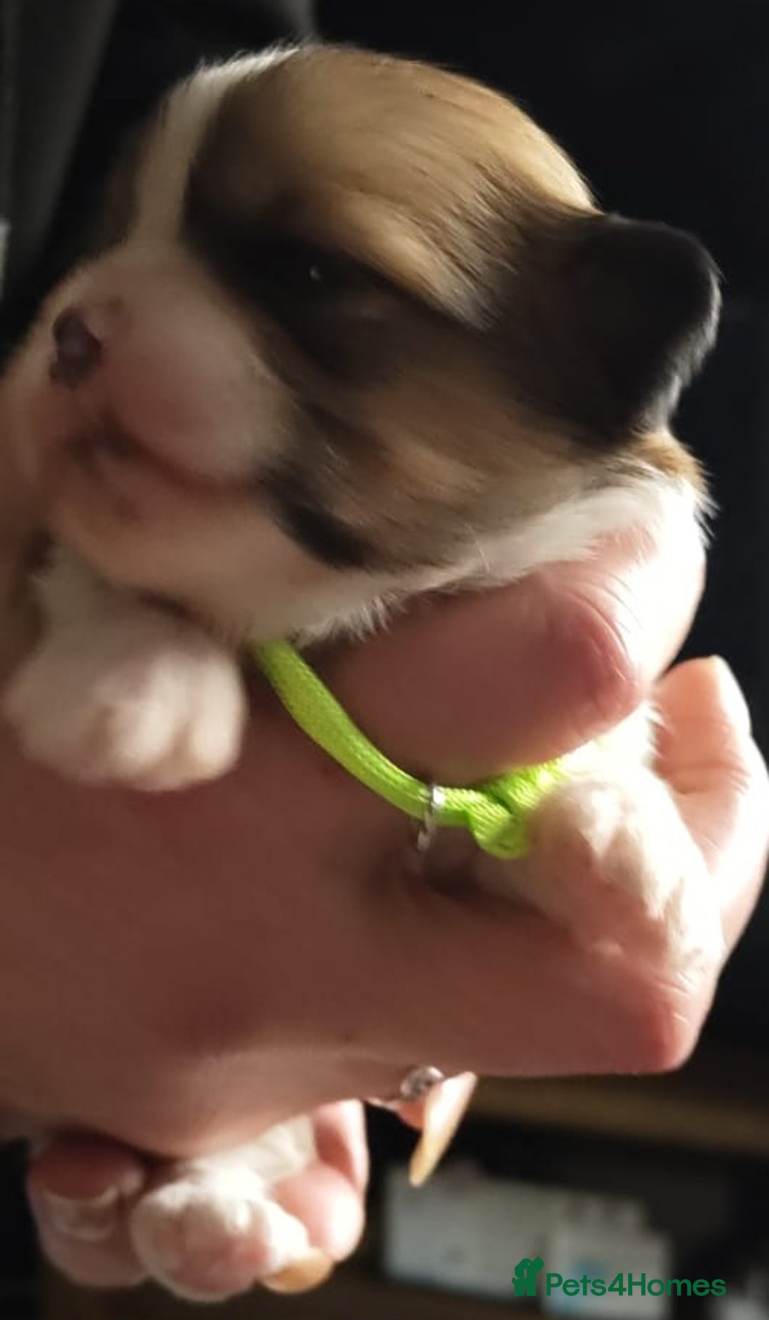 Lhasa Apso dogs for sale: KC REG LHASA APSO PUP(1 left) RED BOY) - Advert 14