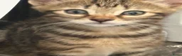 Bengal cats for sale: 🐾 Beautiful Bengal x Maine Coon Kittens 🐾 - Advert 10