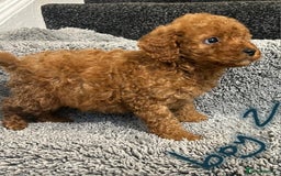 Cavapoo dogs for sale: Cavapoo puppies 🐶 FULLY HEALTH TESTED✅️  - Image 1