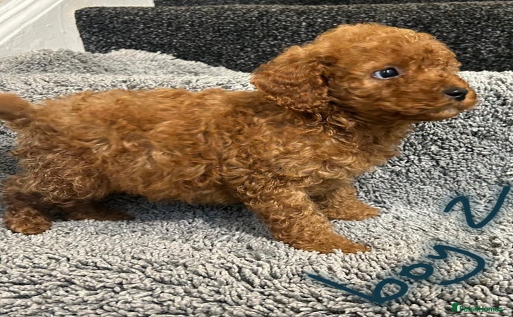 Cavapoo dogs - Advert 5