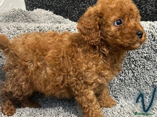 Cavapoo dogs for sale - Advert 1