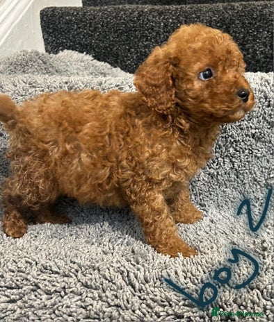 Cavapoo dogs - Advert 5