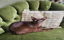 Oriental cats for sale: Oriental Mixed Breed - Image 7