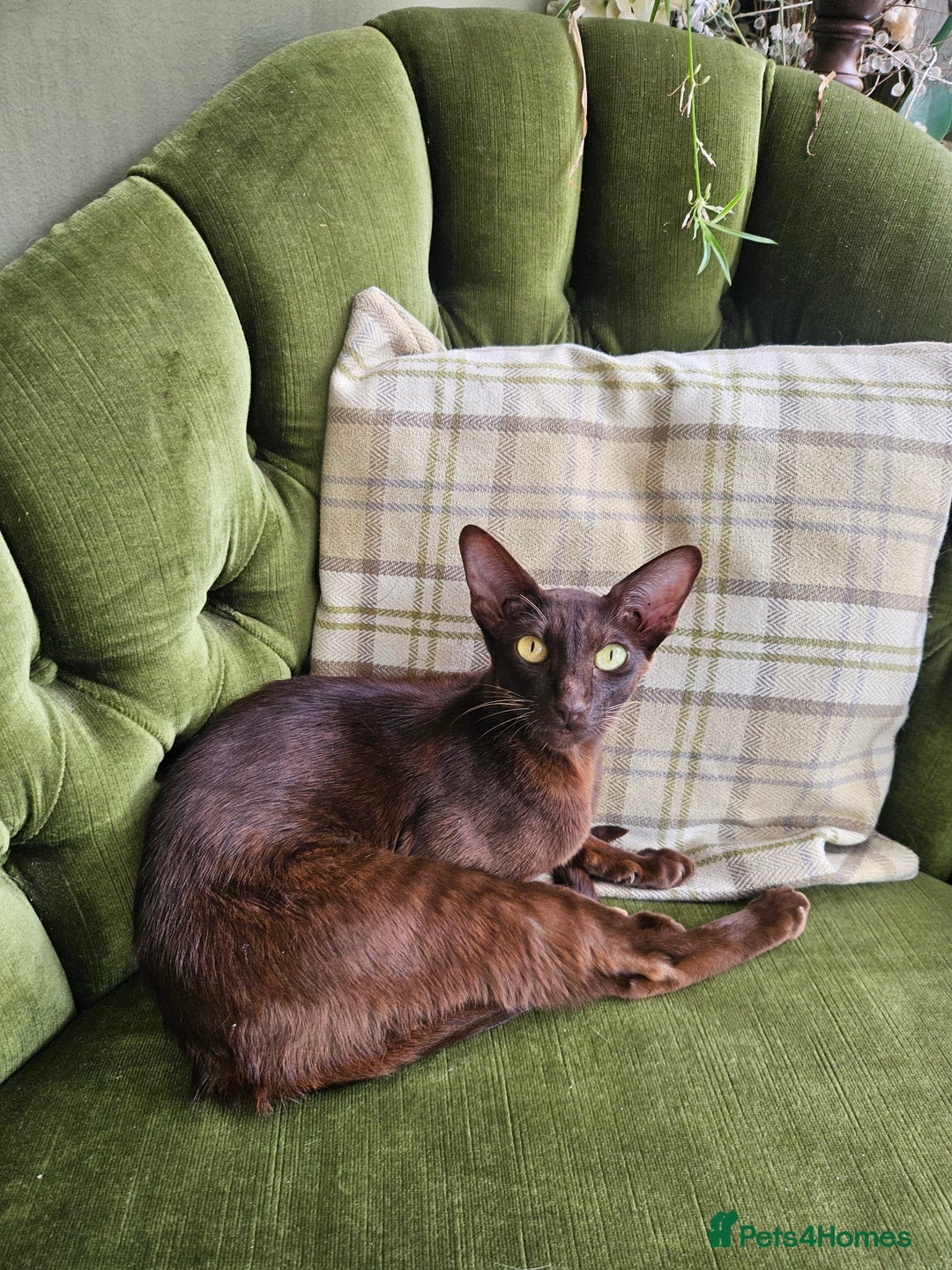 Oriental cats for sale: Oriental Mixed Breed - Image 7