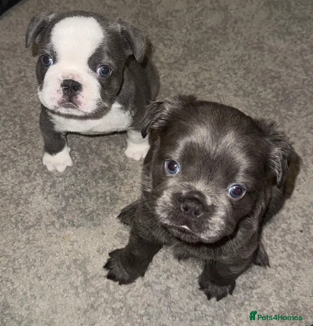 French Bulldog dogs for sale: Beautiful French Bulldog puppies fluffy type - Advert 2