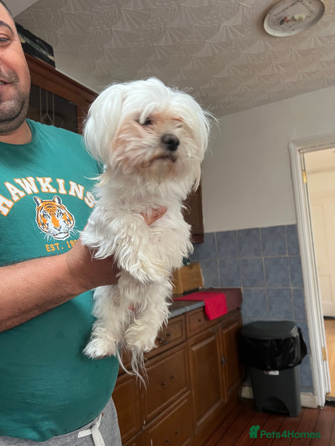 Maltese dogs for sale: Maltese - Image 4
