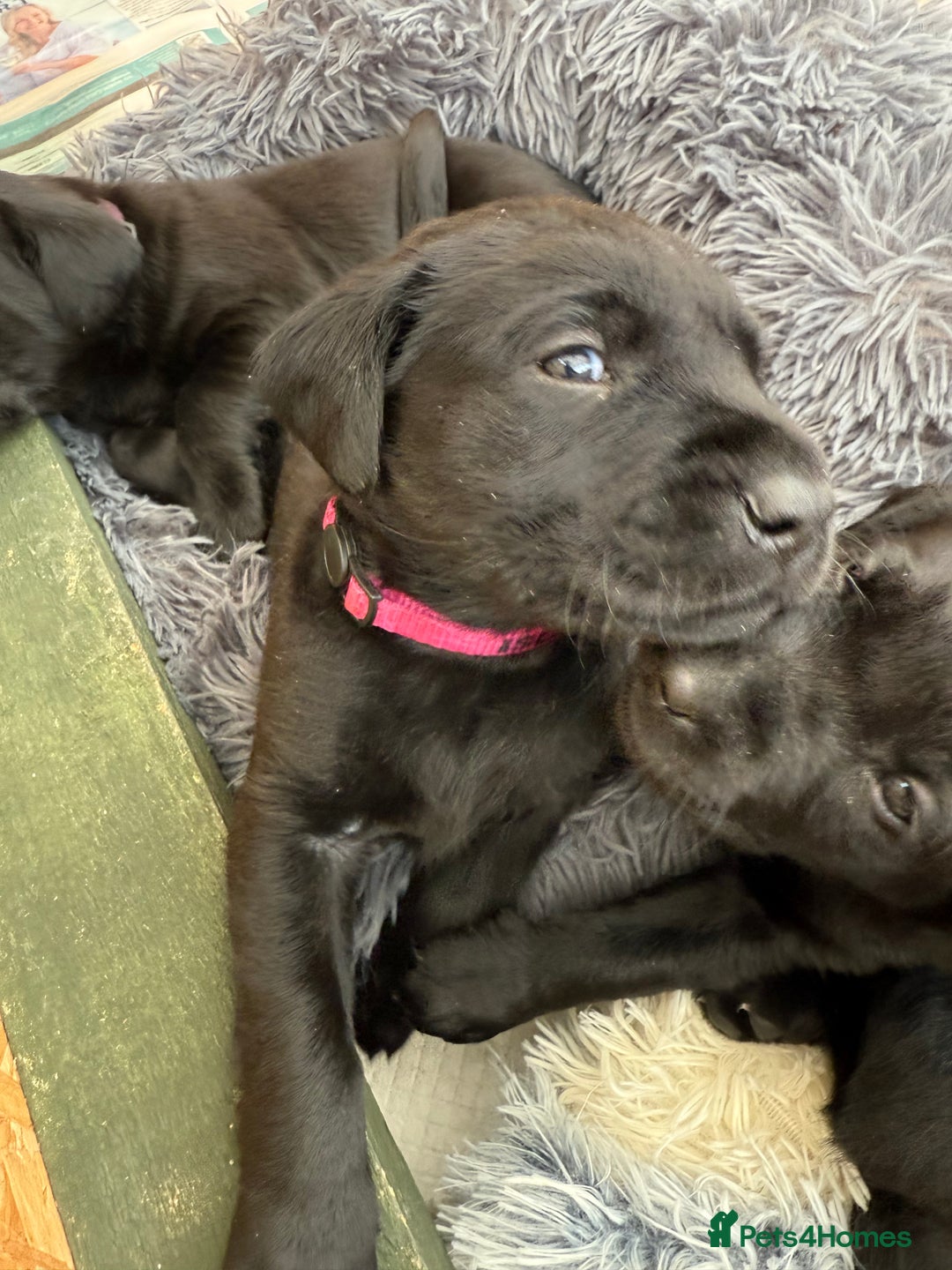 Labrador Retriever dogs for sale: Kc reg Labrador pups  - Advert 2