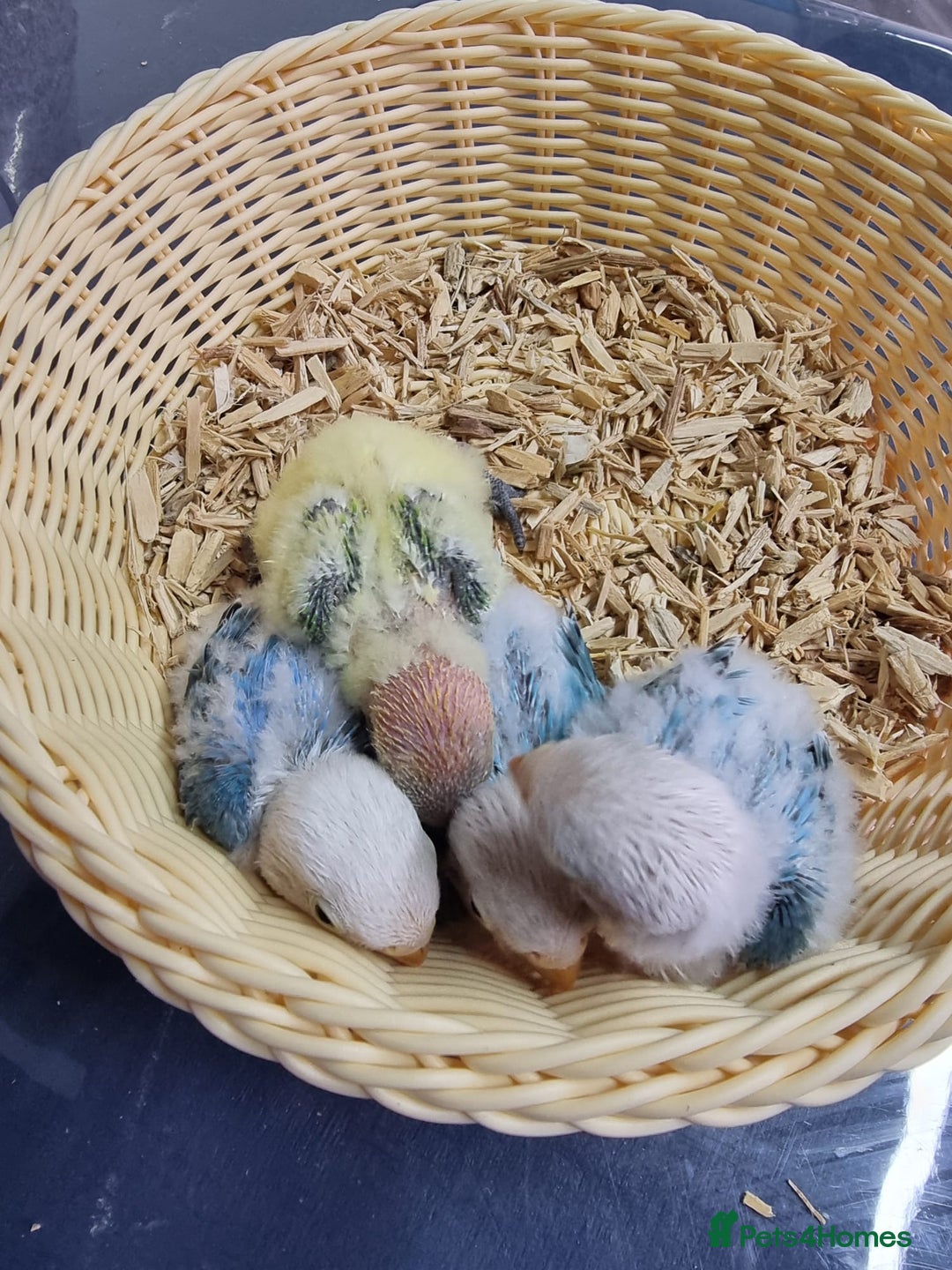 Lovebirds birds for sale: Fisher/Opaline lovebird for sale - Image 8