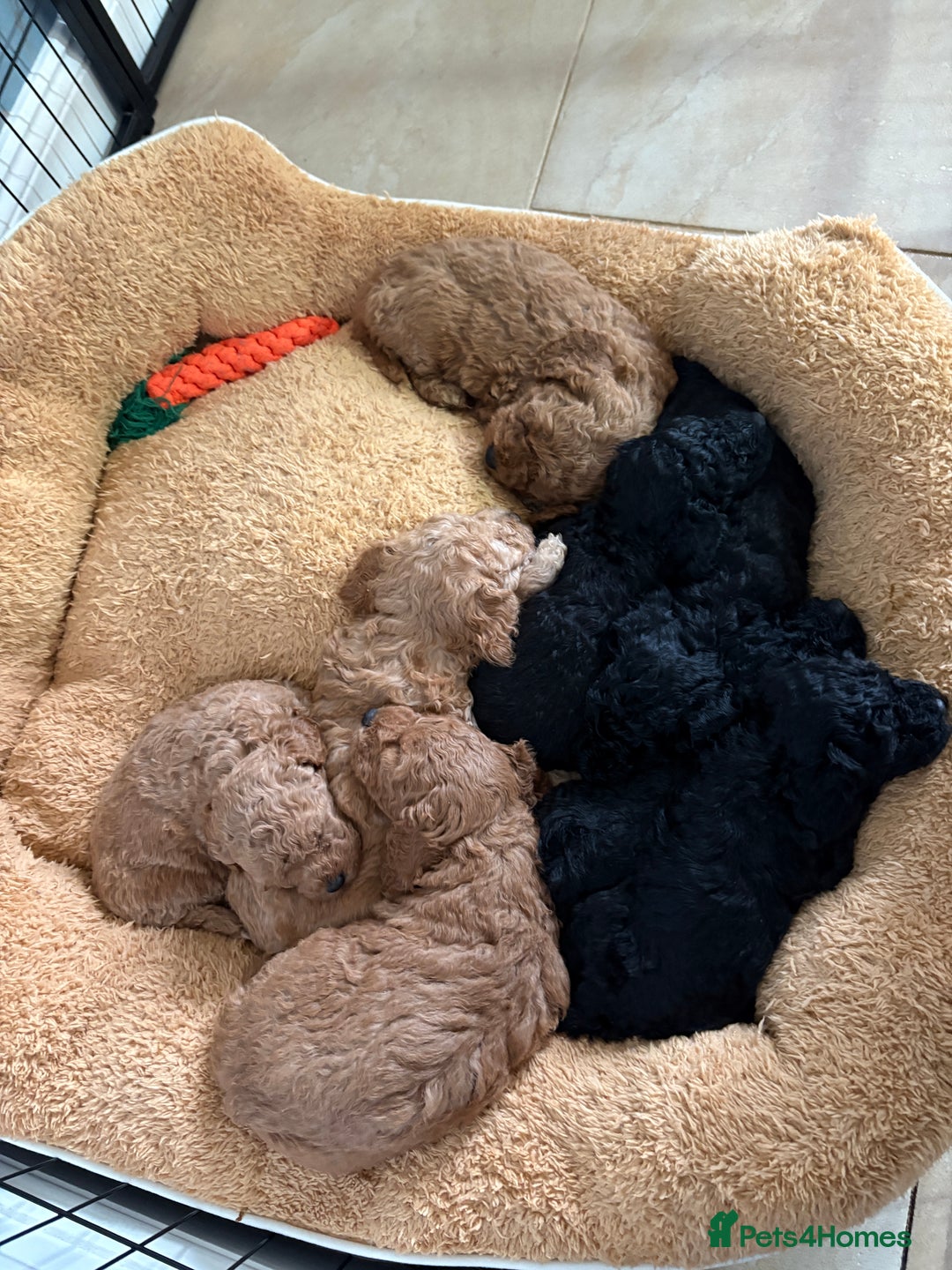 Cavapoo dogs for sale: Beautiful cavapoo puppies from a family home - Advert 6