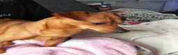 Chiweenie dogs for sale: Stripe - Advert 2
