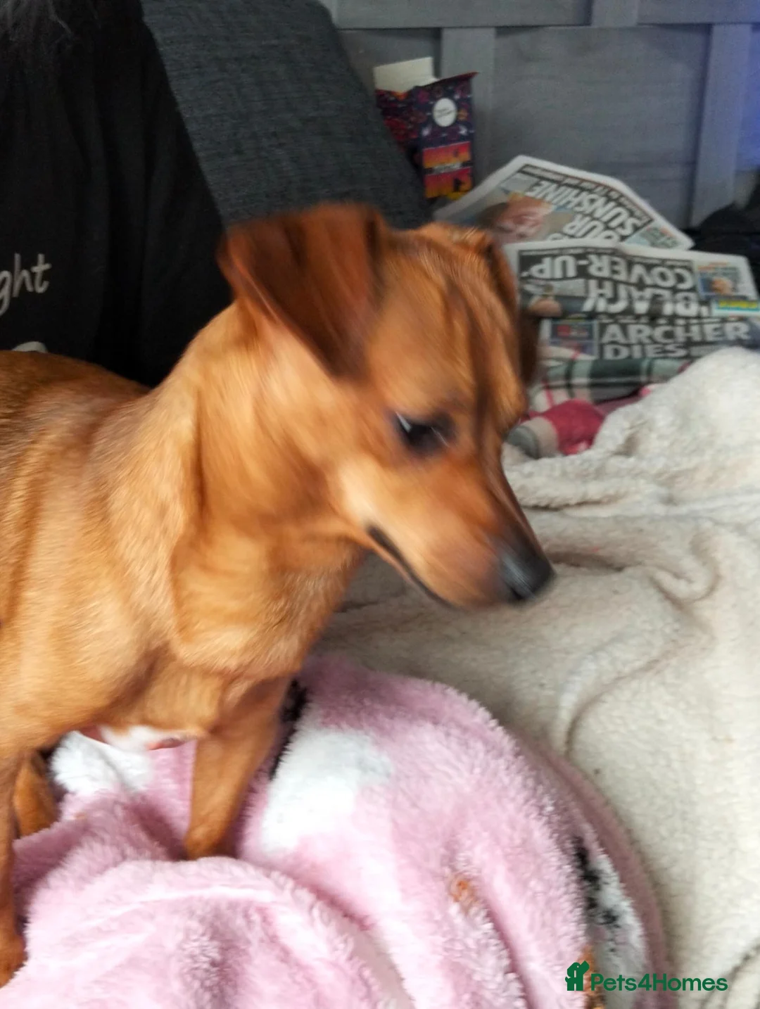 Chiweenie dogs for sale: Stripe - Advert 2