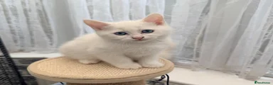 Persian 1