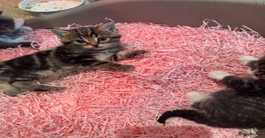 Mixed Breed cats - Advert 5