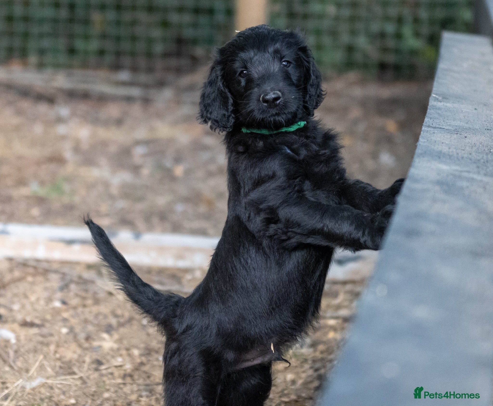 Goldendoodle dogs F1 Standard Goldendoodles - 1 boy left  - Advert 2