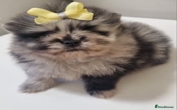 Pomeranian dogs for sale: Beautiful litter xxsmall teddy bear poms  - Image 6