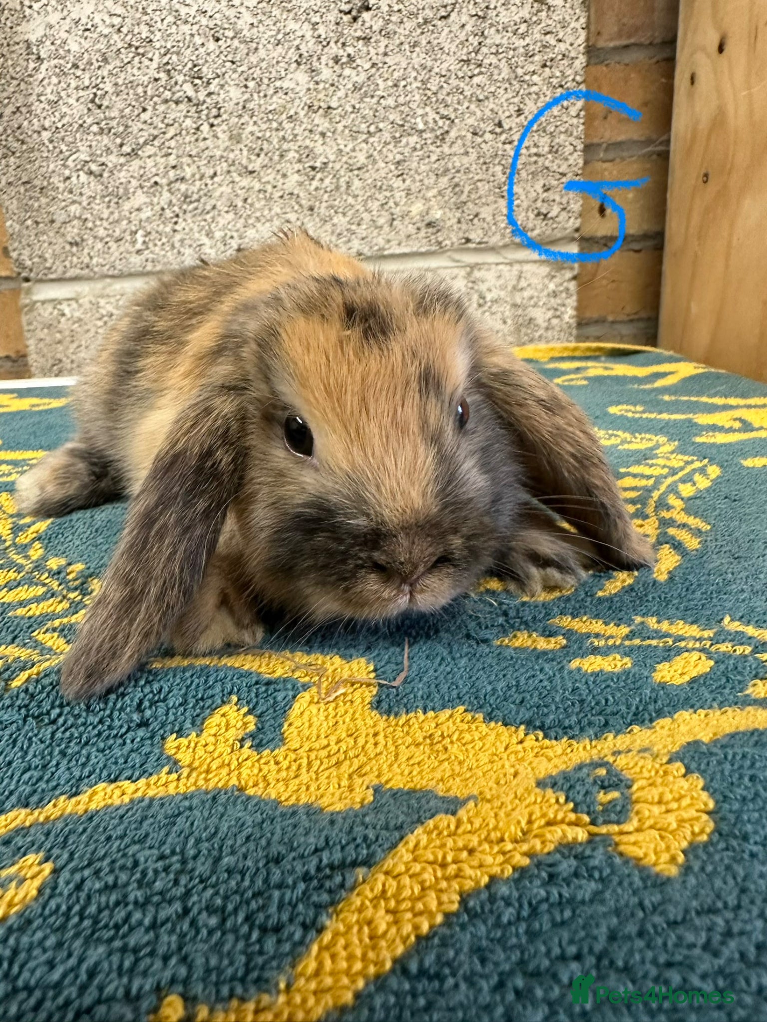 Mini Lop rabbits Mini Lop Rabbits For Sale  - Advert 2