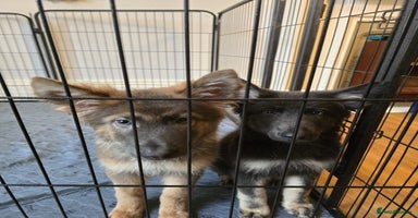 German Shepherd dogs - Advert 14