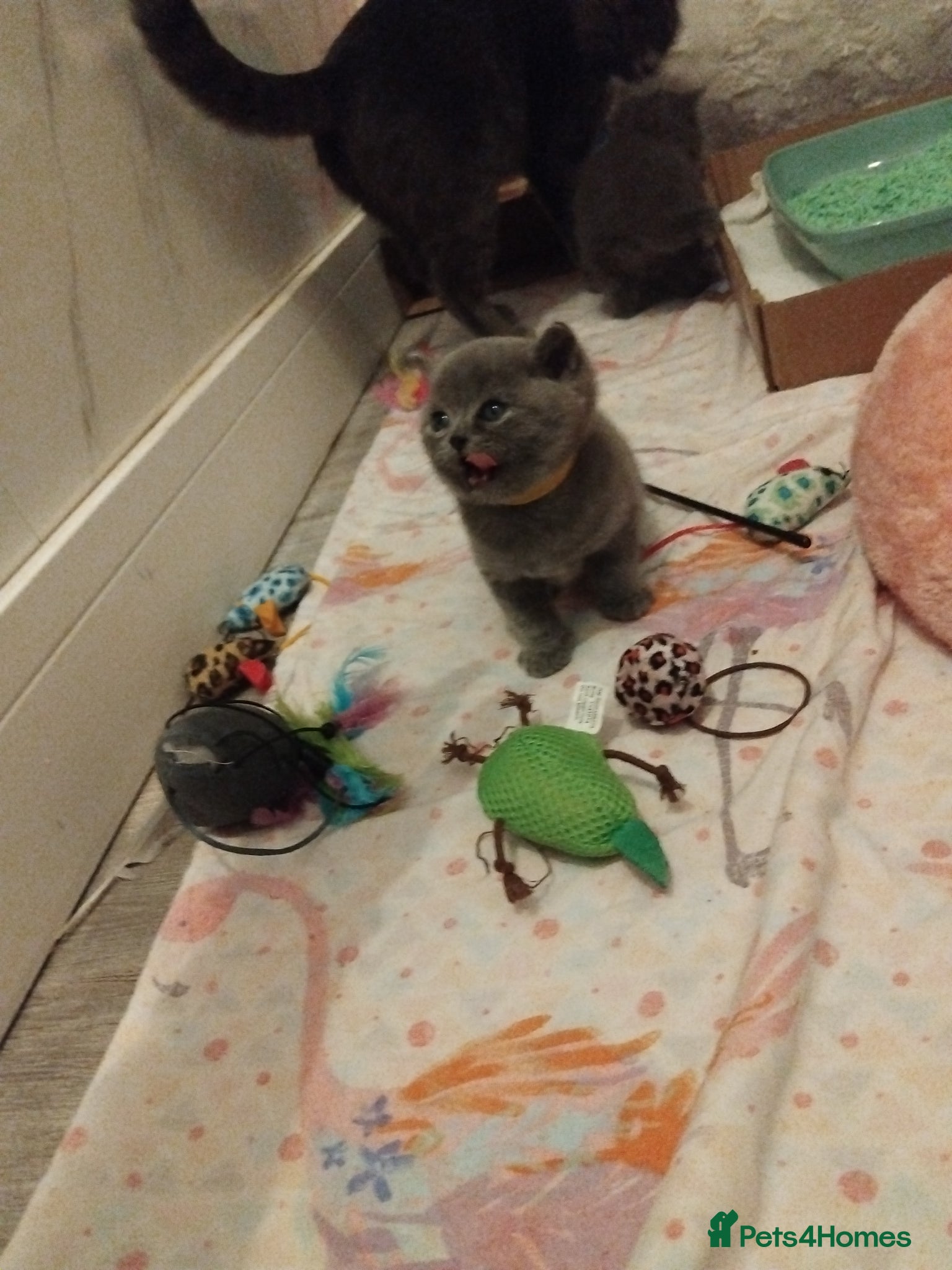 British Shorthair cats Last Boy British Shorthair x Russian Blue  - Advert 5