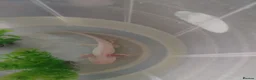 Axolotl reptiles for sale: Albino axolotl  - Advert 2