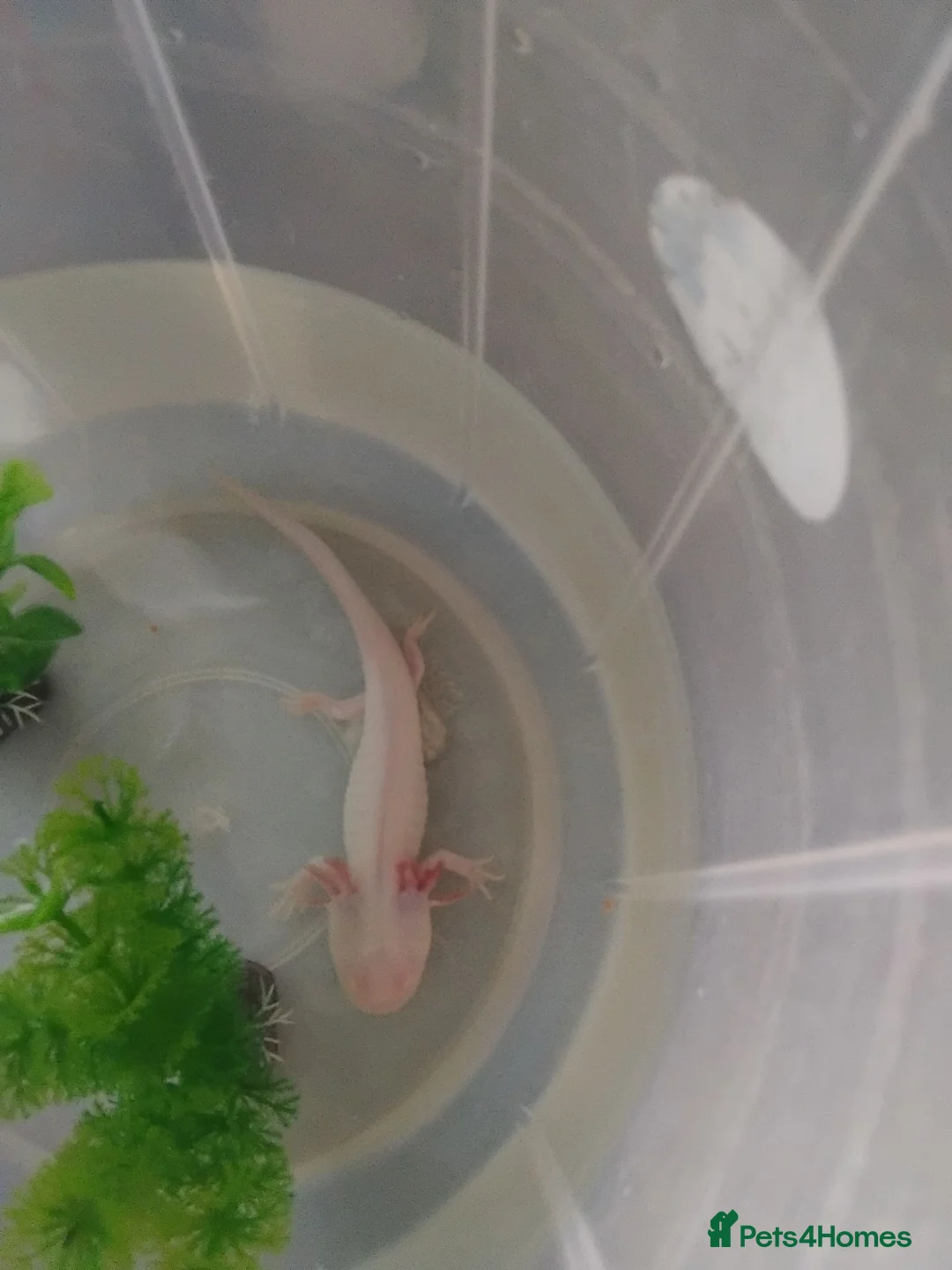 Axolotl reptiles for sale: Albino axolotl  - Advert 2