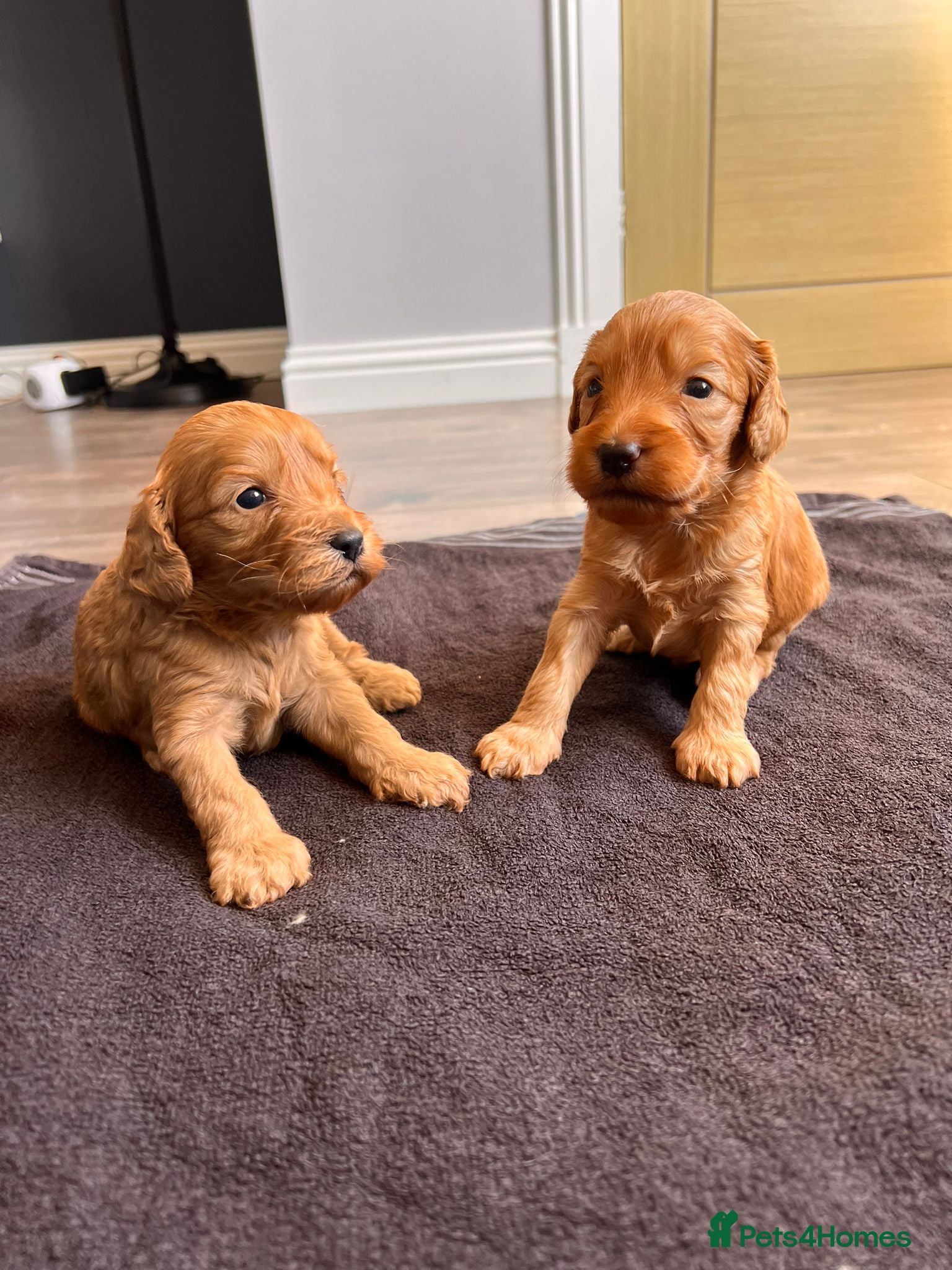 Cockapoo dogs F1 cockapoo - Advert 2