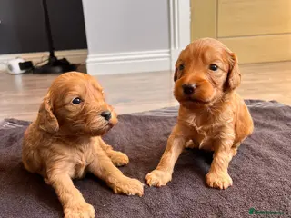 Cockapoo dogs F1 cockapoo - Advert 2