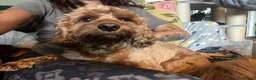 Cavapoo dogs for sale: F1 Cavapoo Deep Apricot (red/ruby) Boy for sale - Advert 7