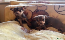 Jack Russell dogs for sale: Much Wenlock stunning miniature puppy  - Advert 32