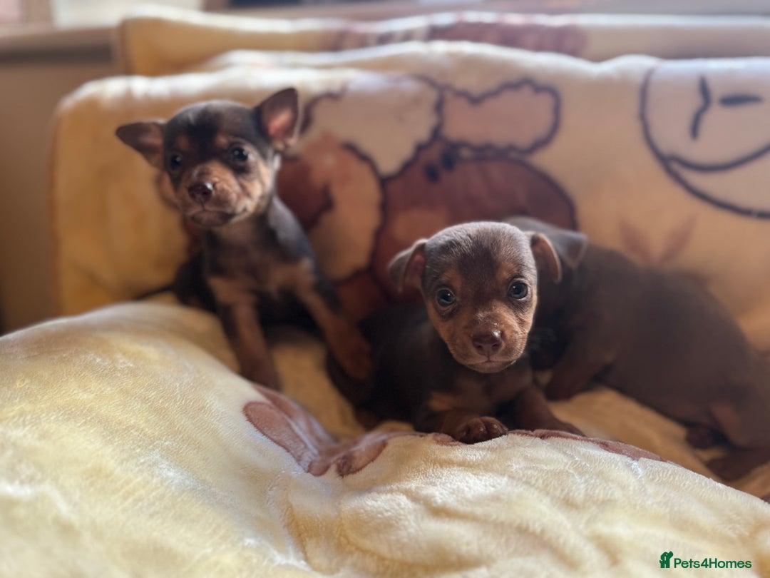 Jack Russell dogs for sale: Much Wenlock stunning miniature puppy  - Advert 32