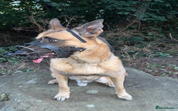 Belgian Shepherd Dog dogs for sale: Belgium dog - Image 1