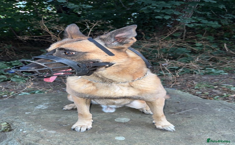 Belgian Shepherd Dog dogs - Advert 1