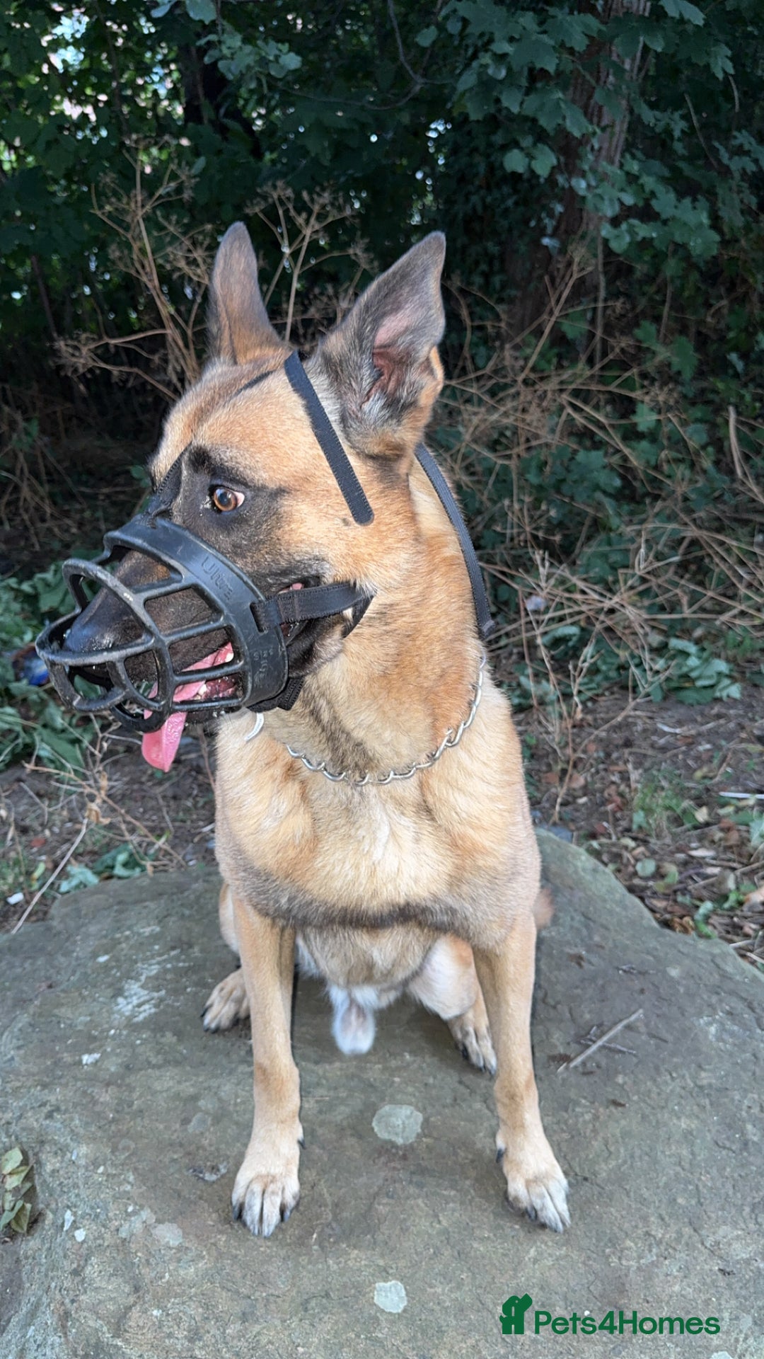 Belgian Shepherd Dog dogs for sale: Belgium dog - Image 1