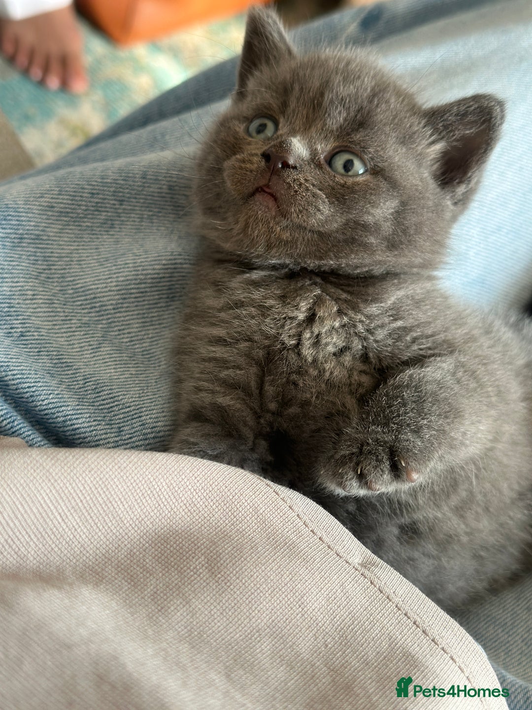British Shorthair cats for sale: British short hair  - Image 4