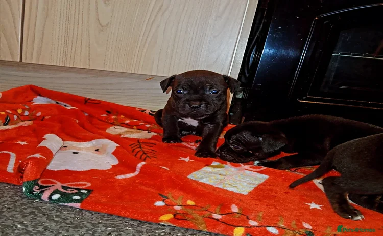 Staffordshire Bull Terrier dogs - Advert 1