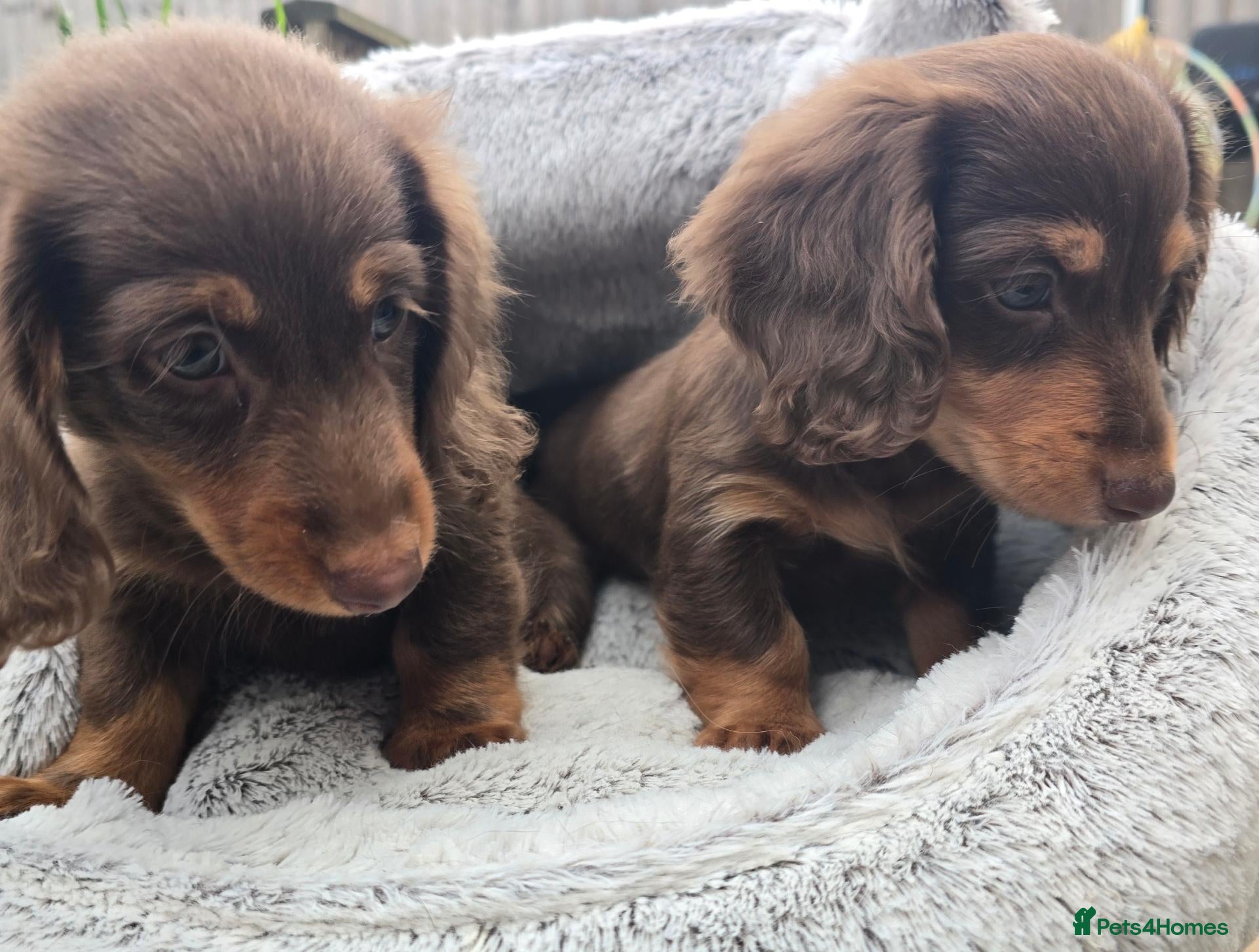Miniature Dachshund dogs 2 Boys 💙💙9 weeks+1day today,collection any time - Advert 10