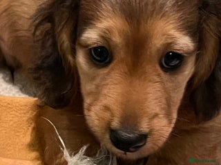 Miniature Dachshund dogs Picture Perfect mini Longhair Puppies - Advert 7