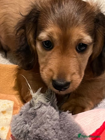 Miniature Dachshund dogs Picture Perfect mini Longhair Puppies - Advert 3