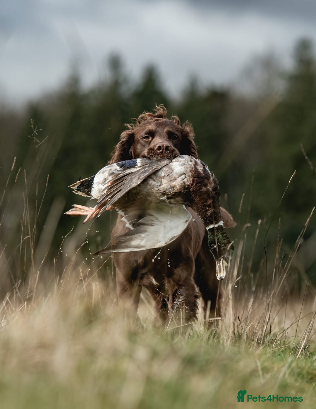 Cocker Spaniel dogs for stud: Working cocker spaniel for stud in Bedale - Image 5