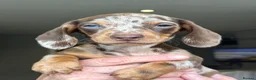 Miniature Dachshund dogs for sale: Stunning true mini kc dachshund puppies  - Advert 9