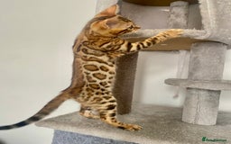 Bengal cats for sale: TICA register.ONLY 2 BOYS 🙀😺LEFT !!! in Northampton - Image 18
