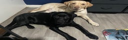 Labrador Retriever dogs for adoption: Black lab  - Advert 1