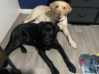 Labrador Retriever dogs Black lab - Advert 1