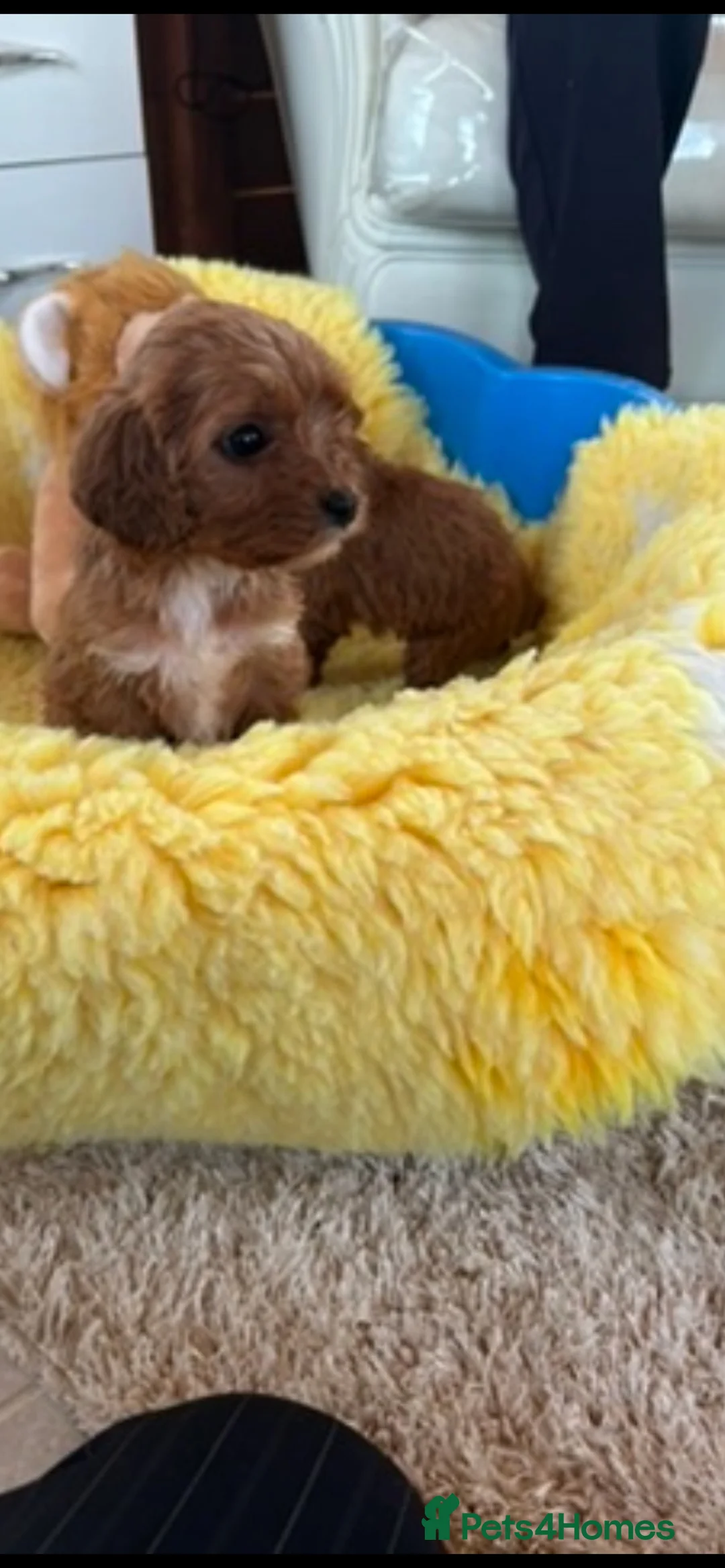 Cavapoo dogs for sale:  F1 Cavapoo,puppies available to leave now in Nantwich - Advert 2