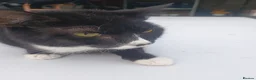 Mixed Breed cats for sale: Happy and healthy Tuxedo Tomcat - Advert 5