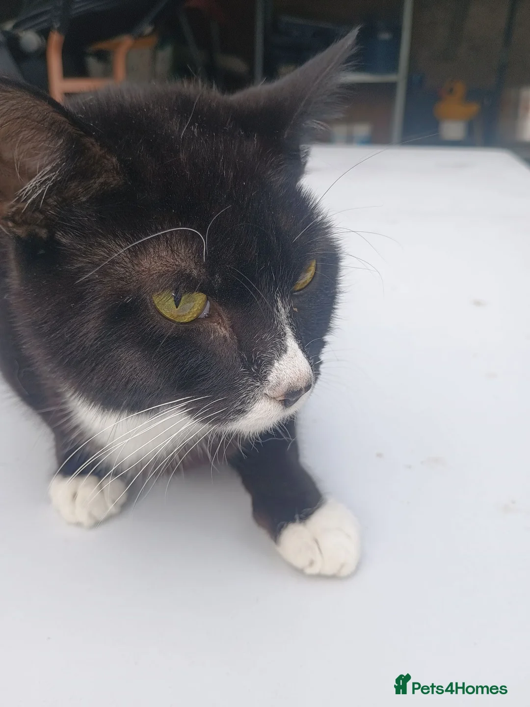 Mixed Breed cats for sale: Happy and healthy Tuxedo Tomcat - Advert 5