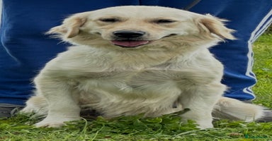 Golden Retriever dogs - Advert 2
